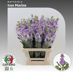 Matth Iron Marine 70cm 23