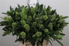 Skim C Kew Green Bunch 70cm