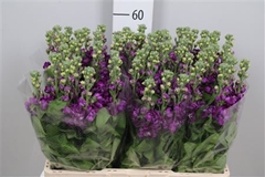Matth Debora 60cm 23