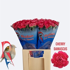 Di St Cherry Damasc+