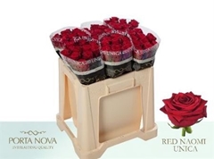 R Gr Red Naomi!