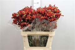 Anigoz Early Spring 80cm
