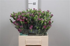 Di Tr Miss Mistery 60cm 23