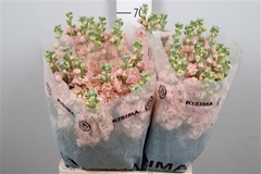Matth Iron Apricot 70cm 23
