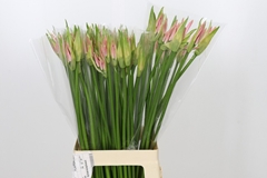 Ne Bo Vesta K 70cm