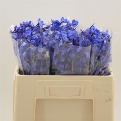Delph En Donna Blue 50cm 23