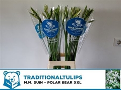 Ne Bo Polar Bear 80cm