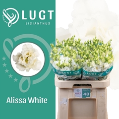 Eus G Alissa White