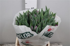Tu Fr San Clemente 42cm 47gram 23