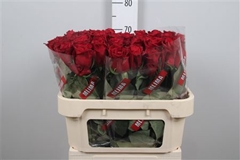 R Gr Ever Red 70cm