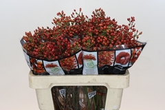 Rosa Aut Rosefruits 55cm