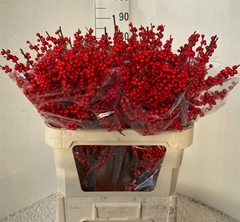 Ilex Ve Rode Bes 80cm