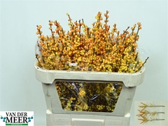 Ilex Ve Mag Cresgold 70cm