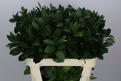 Ruscus Hypophyllum 70cm 50stem