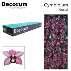 Cymb T Kensi 80cm 13+