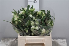 Helleb Winterbells 40cm