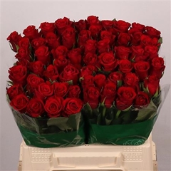 R Gr Red Ribbon 40cm