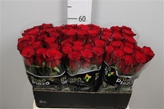 R Gr Monte Carlo 60cm