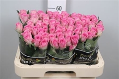 R Gr Aqua 60cm