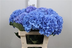 Hydr M Royal Parade 60cm 18cm Ø