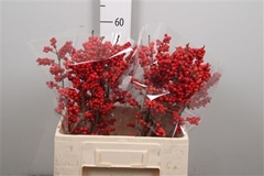 Ilex Vert (RODE Bes) 60cm