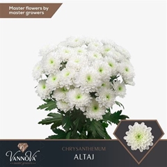 Chr T Altaj 70cm 105gram