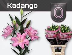 Li Or Kadango 80cm 30+