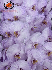 Phal Other Per Tak 80cm
