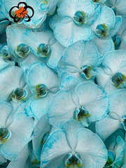 Phal Other Per Tak 80cm