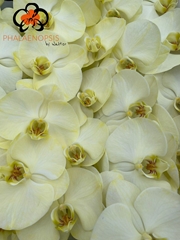 Phal Other Per Tak 80cm
