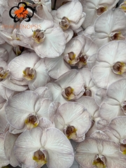 Phal Other Per Tak 80cm