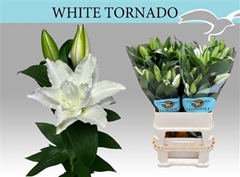 Li Or Du Whi Tornado 85cm 31+