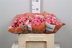 R Tr Flinders Lane 50cm 55+