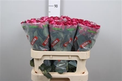 R Gr Deep Purple 80cm