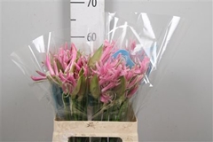 Ne Bo Milkshake 65cm