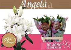 Li Or Du Rl Angela 85cm 35+