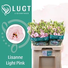 Eus G Lisanne L Pink 70cm