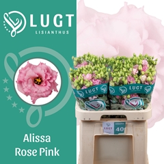 Eust G Alissa Rose Pi 70cm