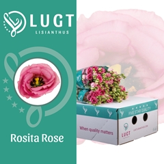 Eust G Rosita Rose P 70cm