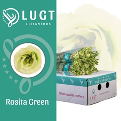 Eust G Rosita Green 70cm