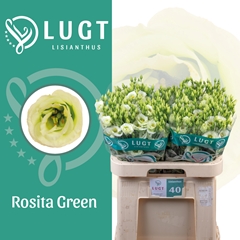 Eust G Rosita Green 70cm