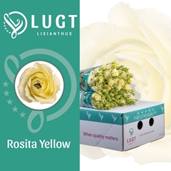 Eust G Rosita Yellow 70cm