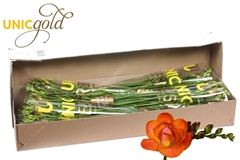 Fr Du Mandarine 52cm 22gram 23