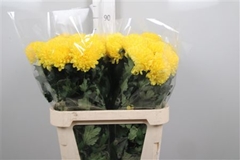 Chr G Ye Dark Yellow 90cm 80gram