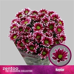 Chr T Haydar 70cm 90gram