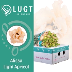 Eust G Alissa Light Apric 70cm