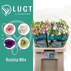 Eust G Mix In Box 70cm