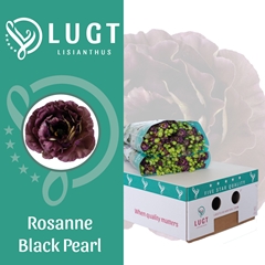 Eust G Rosan Black Pearl 70cm