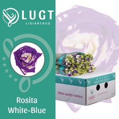 Eus G Rosita Blue Picotee 70cm