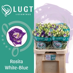 Eus G Rosita Blue Picotee 70cm